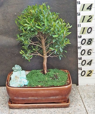 Dwarf Brush Cherry & Matching Tray