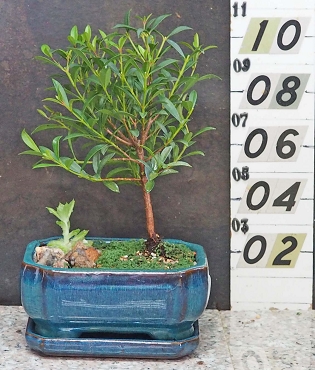 Dwarf Brush Cherry & Matching Tray