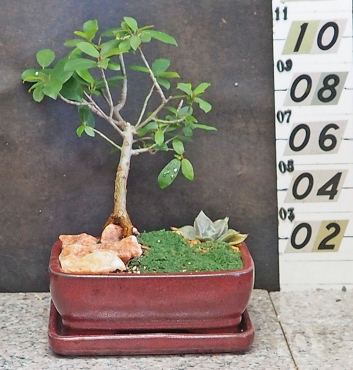 Burtt Davyi Ficus Longfolia & Tray