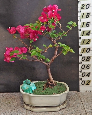 Red Bougainvillea With Matching Tray