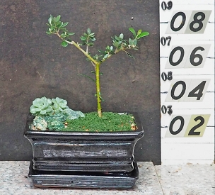 European Olive & Matching Tray
