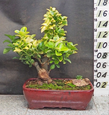 Variegated Euonymus