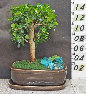 Fukien Tea Tree With Matching Tray