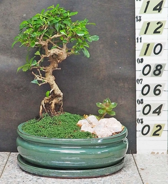 Fukien Tea Tree With Matching Tray