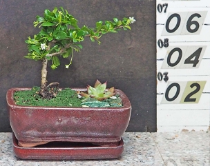 Fukien Tea Tree With Matching Tray