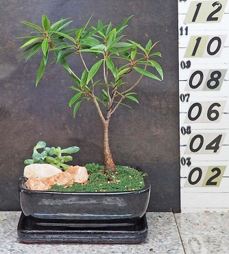 Narrow-Leaf Ficus With Matching Tray
