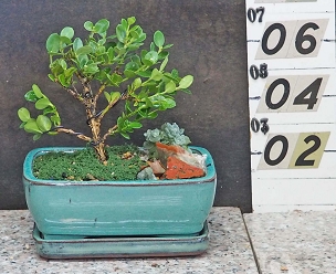 Dwarf Natal Plum & Tray