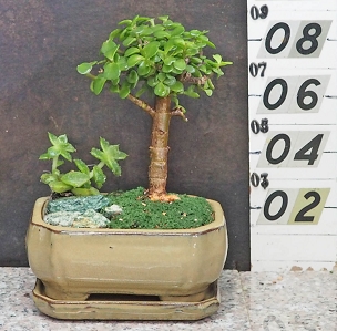Elephant Bush With Matching Tray