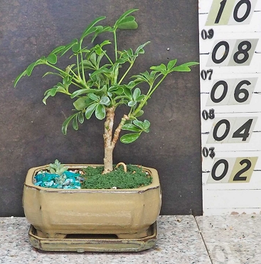 Hawaiian Umbrella Tree With Matching Tray