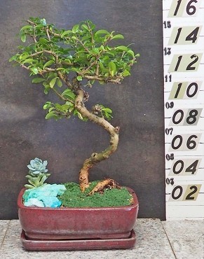 Fukien Tea Tree With Tray